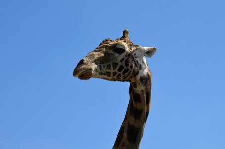Wildlife nature wild