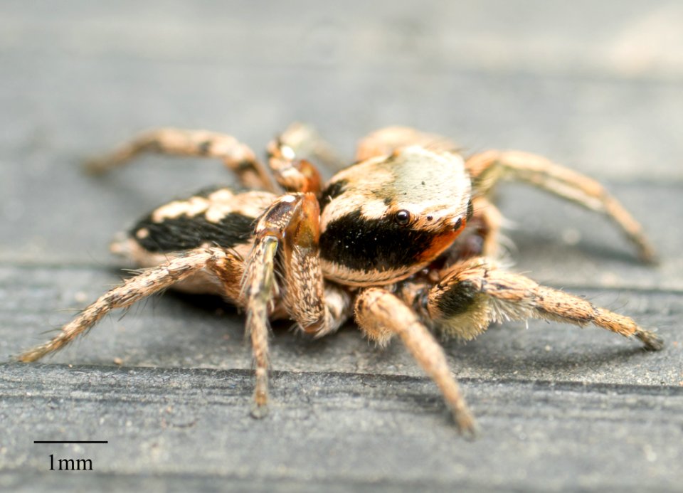 Habronattus pyrrithrix 03