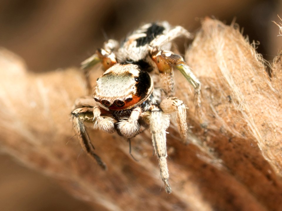 Habronattus pyrrithrix 01