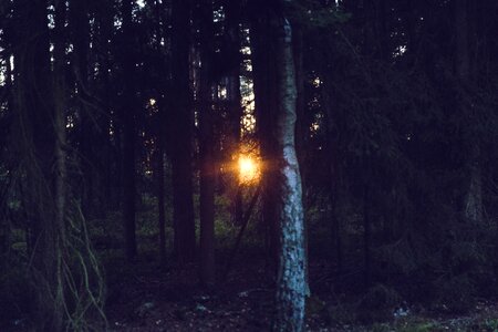 Forest mood sun