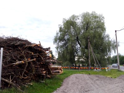 Haabersti hõberemmelgas
