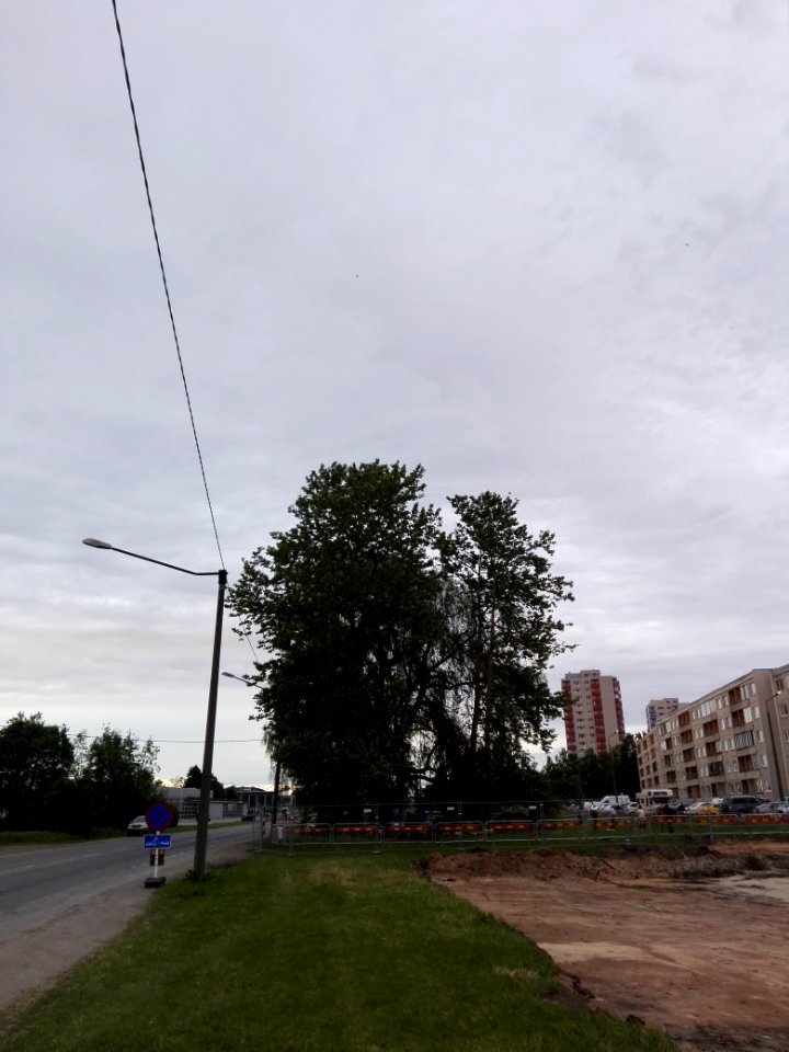 Haabersti hõberemmelgas 5