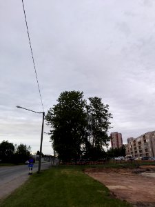 Haabersti hõberemmelgas 5
