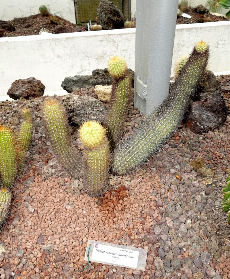Haageocereus multangularis (Haageocereus aureispinus) - Orto botanico - Rome, Italy - DSC00086