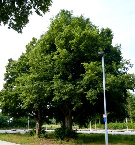 Haaren - Bildstock Schriepenscherf - 1