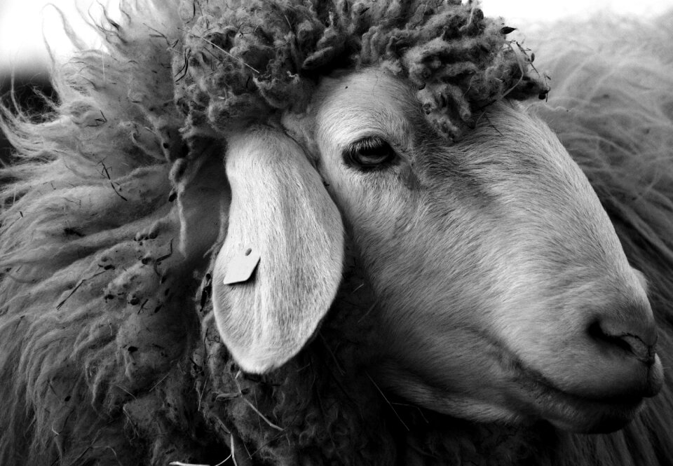 Wool livestock face