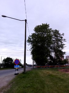 Haabersti hõberemmelgas 2