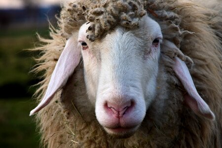 Animal wool nature