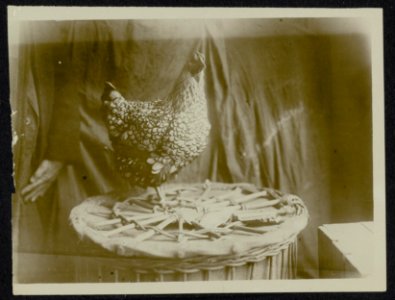 Haan op een pluimveetentoonstelling, Bestanddeelnr 158-1286