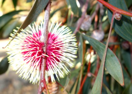 Hakea laurina - San Luis Obispo Botanical Garden - DSC05900