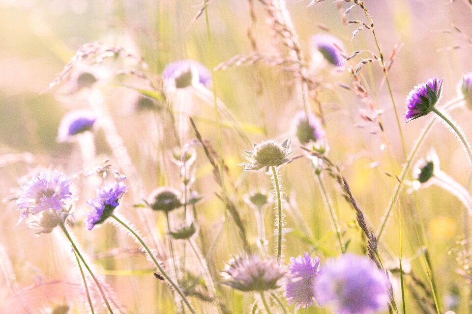 Flora flower flower meadow