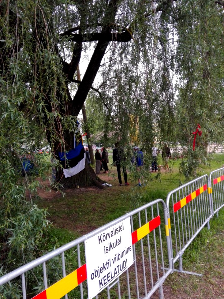 Haabersti hõberemmelgas 4