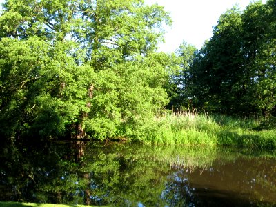 Hagen 5
