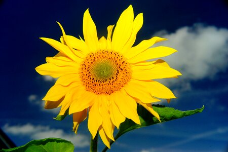 Sunflower plant nature