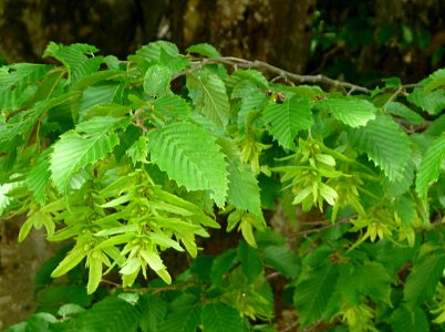 Hainbuche Oberfrauenau