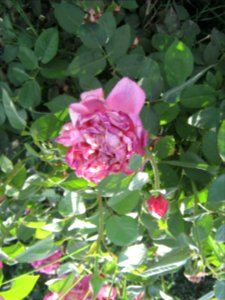 Hakim Hospital of Nishapur - Green spaces and Flowers 12