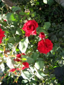 Hakim Hospital of Nishapur - Green spaces and Flowers 10