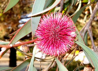 Hakea laurina - San Luis Obispo Botanical Garden - DSC05899