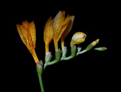 Yellow flower drops