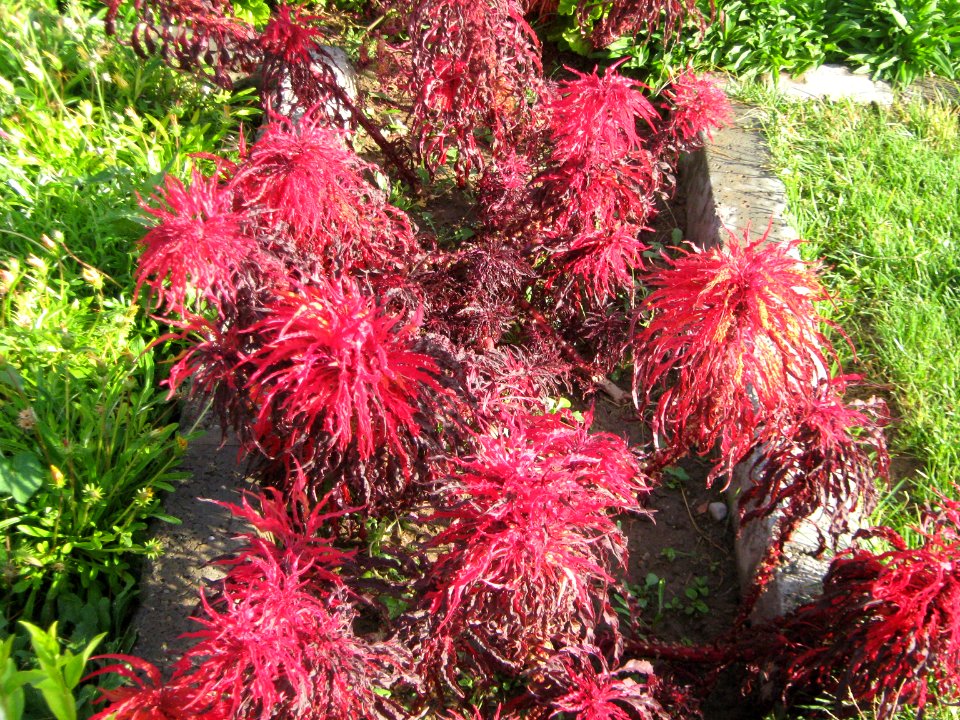 Hakim Hospital of Nishapur - Green spaces and Flowers 07