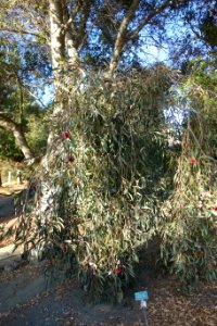 Hakea laurina - San Luis Obispo Botanical Garden - DSC05894