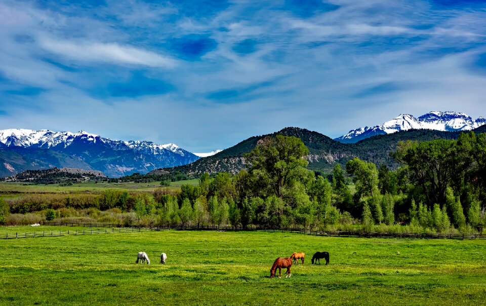 Grazing meadow field
