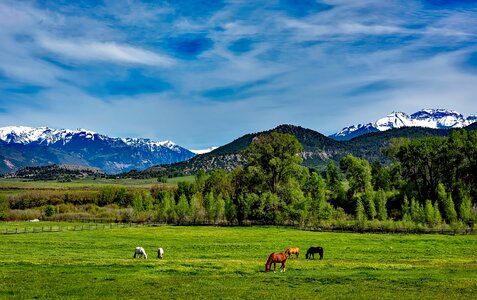 Grazing meadow field photo