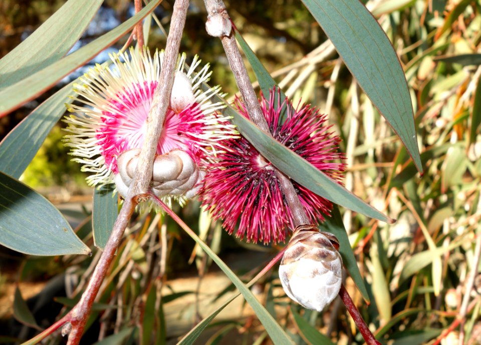Hakea laurina - San Luis Obispo Botanical Garden - DSC05898