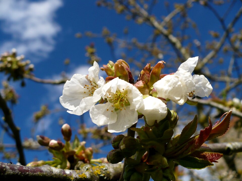 Fruit tree flowering tree white flower