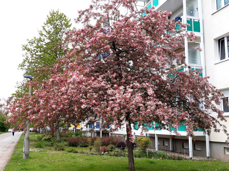 Halle-Lutherstraße JapWildapfel