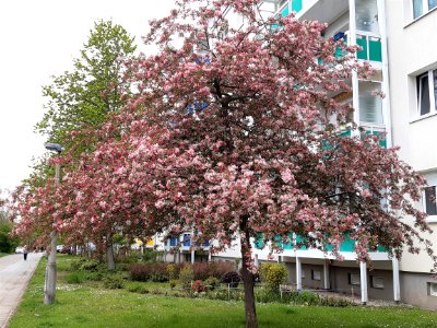 Halle-Lutherstraße JapWildapfel