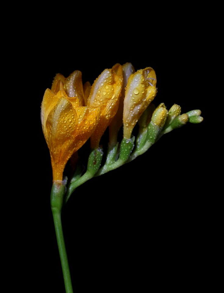 Yellow flower drops