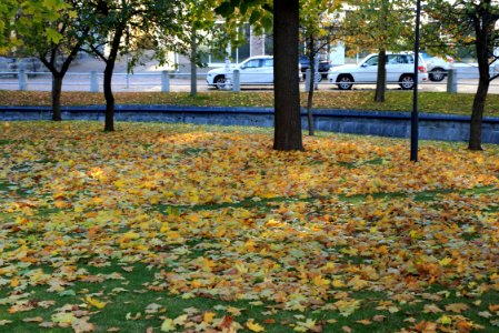Hallituspuisto Oulu 20161008