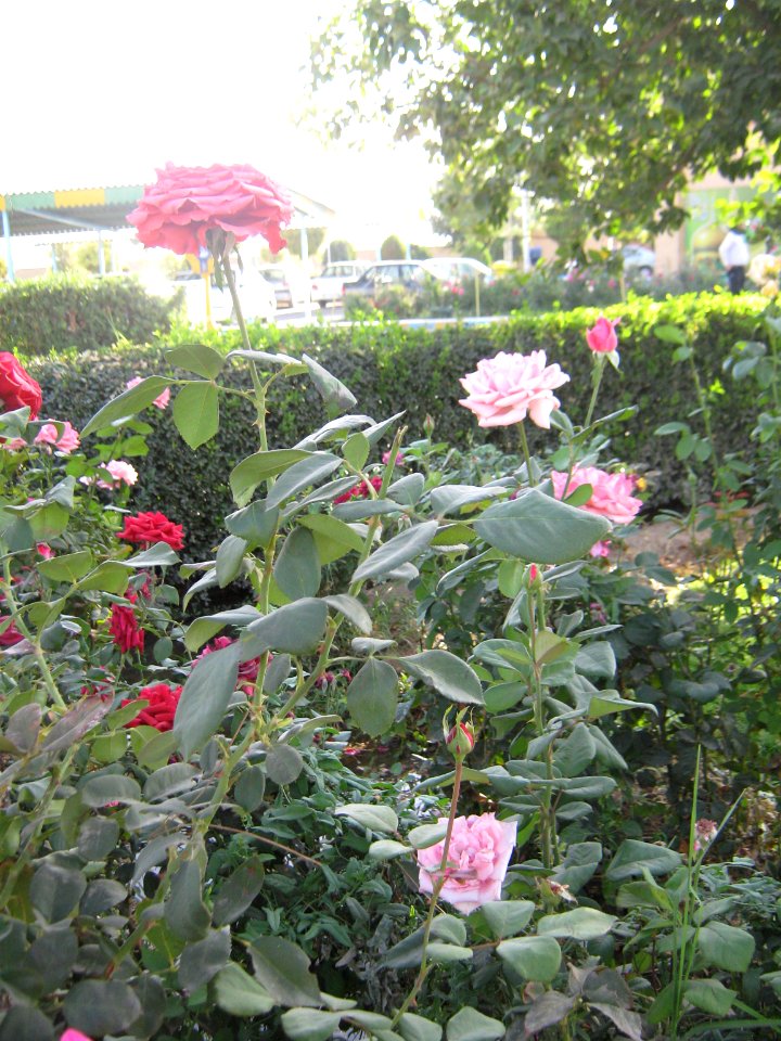 Hakim Hospital of Nishapur - Green spaces and Flowers 18