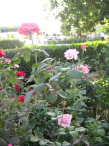 Hakim Hospital of Nishapur - Green spaces and Flowers 18