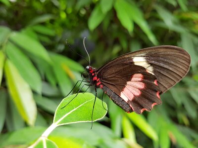 Butterfly wings red butterfly photo