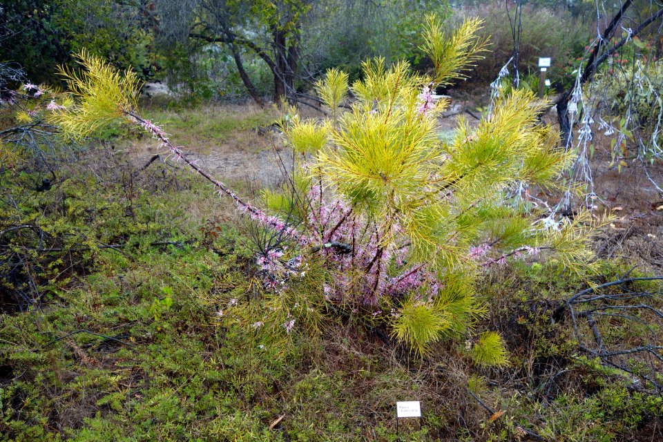 Hakea bakeriana - UC Santa Cruz Arboretum - DSC07312