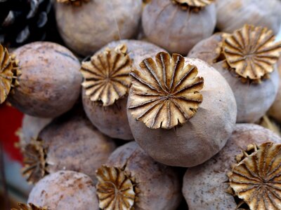 Seed capsules decoration poppy-capsules photo