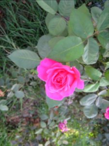 Hakim Hospital of Nishapur - Green spaces and Flowers 15