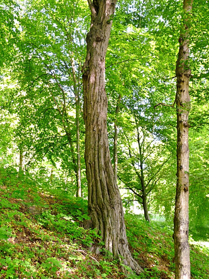Hainbuche Freudenhain