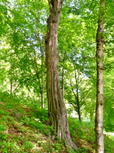Hainbuche Freudenhain
