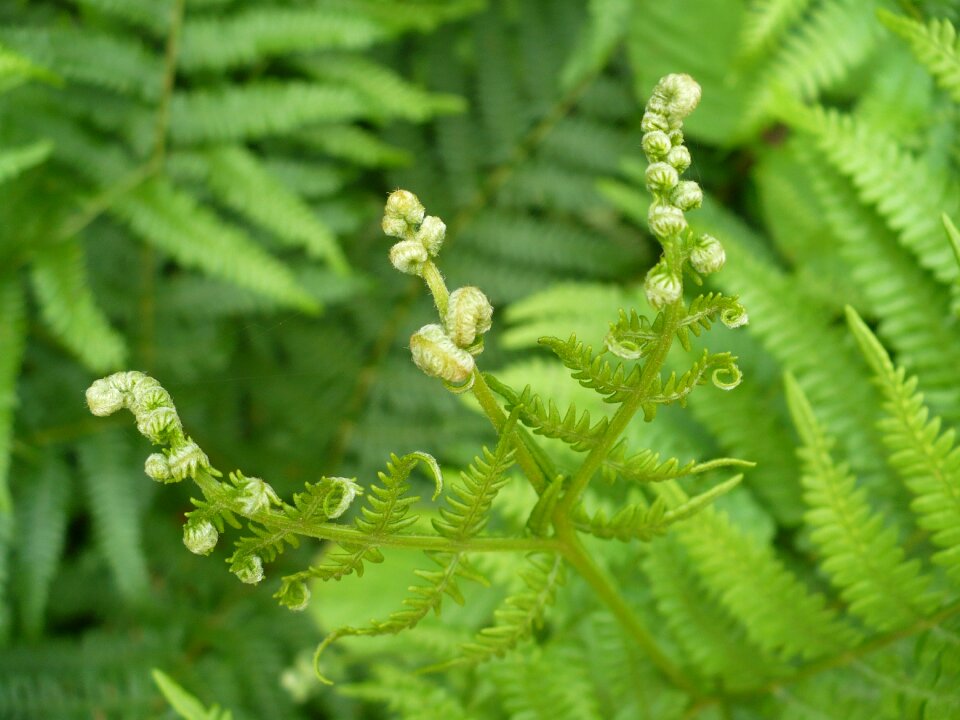 Plant green undergrowth