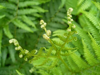 Plant green undergrowth