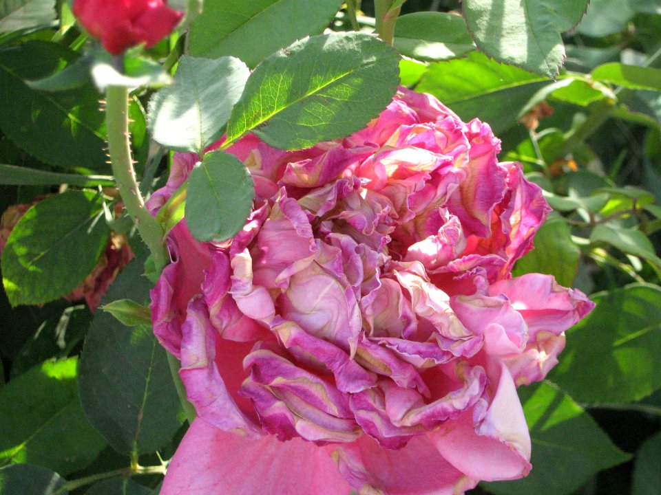 Hakim Hospital of Nishapur - Green spaces and Flowers 14