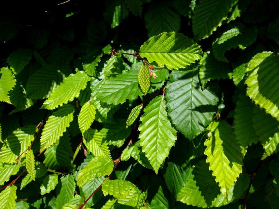 Hainbuchenhecke