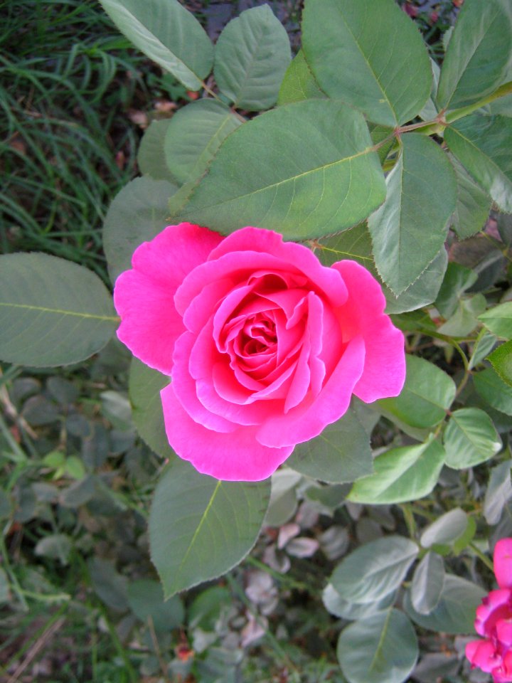 Hakim Hospital of Nishapur - Green spaces and Flowers 16