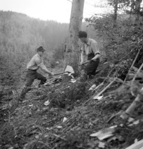 Hakken, bomen, Bestanddeelnr 169-0081