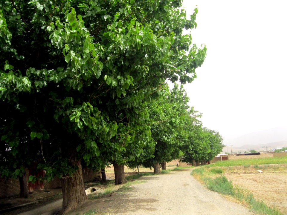 Hajjiabad, Zeberkhan, Nishapur - nature 1