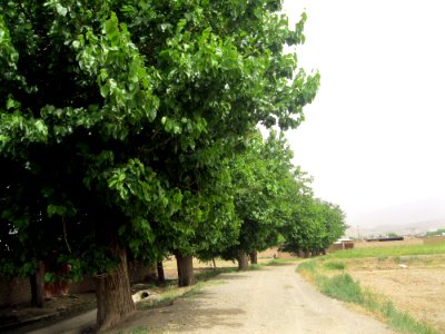 Hajjiabad, Zeberkhan, Nishapur - nature 1