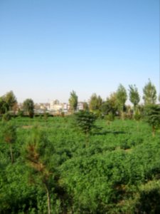 Hakim Hospital of Nishapur - Green spaces and Flowers 01 photo